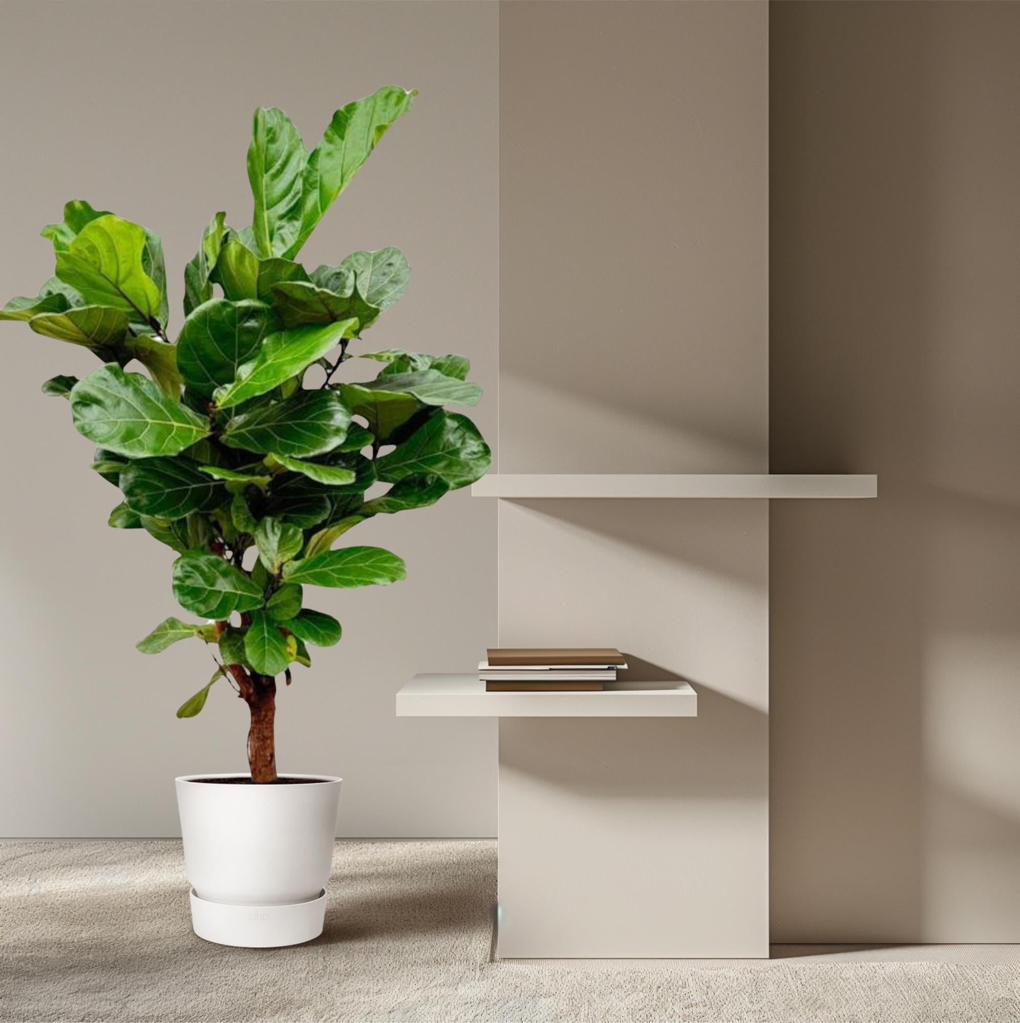 Ficus Lyrata vertakte kamerplant met grote donkergroene vioolvormige bladeren in pot van 24 cm diameter