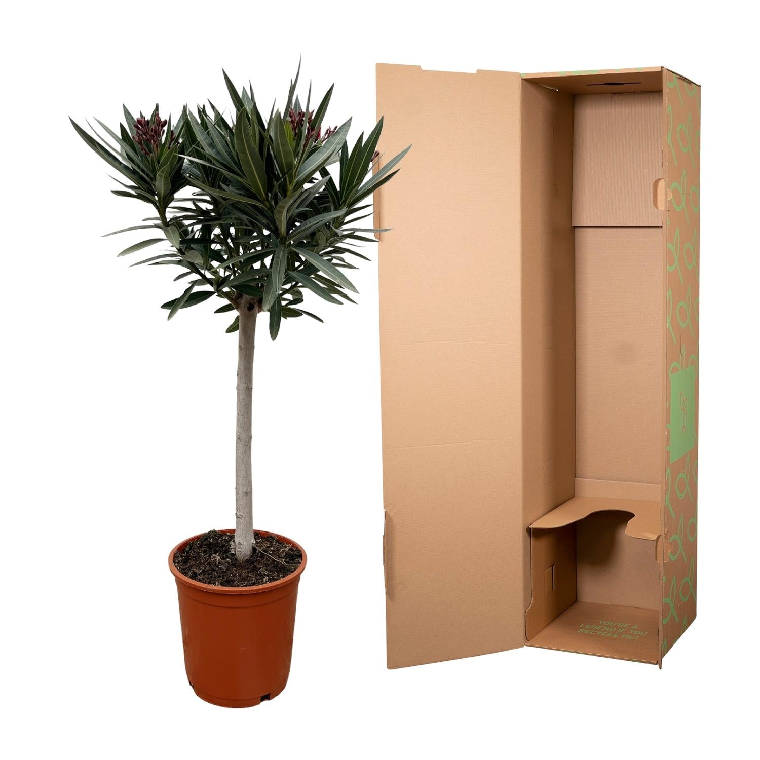 Oleander op stam roze bloem (Nerium oleander) 90 cm hoog, pot ø22 cm