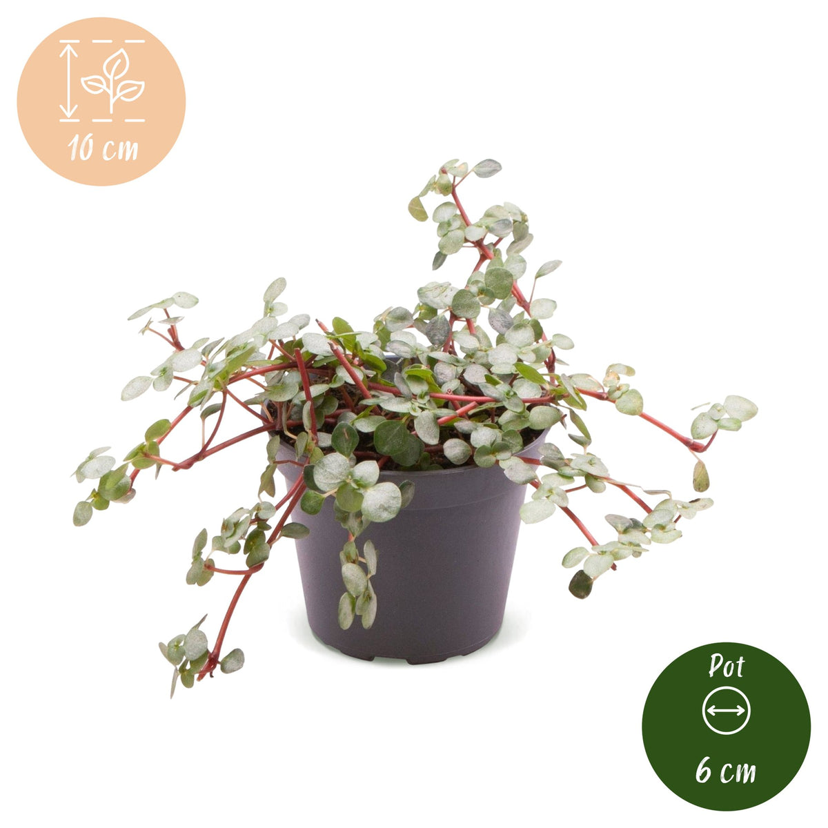 Pilea glauca 'Greyzy' 10 cm hoch, Topf ø6 cm
