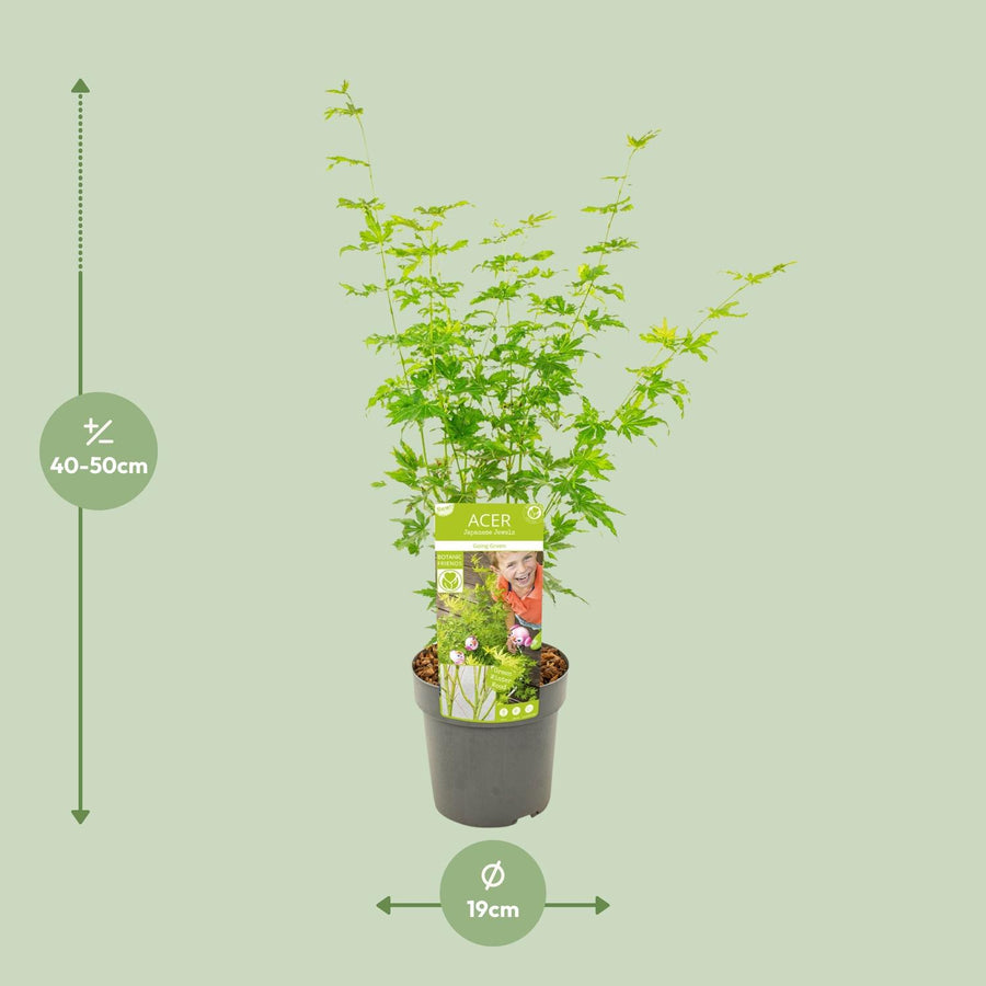 Érable japonais 'Going Green' (Acer palmatum) 50 cm de haut, pot ø19 cm