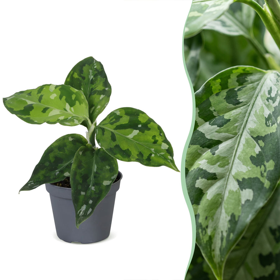 Aglaonema pictum 'Tricolor' 10 cm wysokości, doniczka ø6 cm