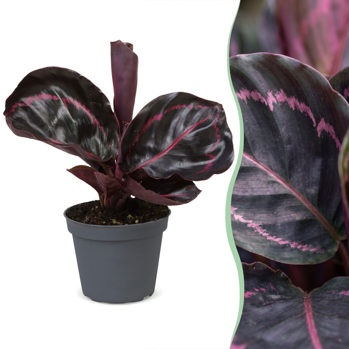 Pauwenplant (Calathea roseopicta 'Dottie')