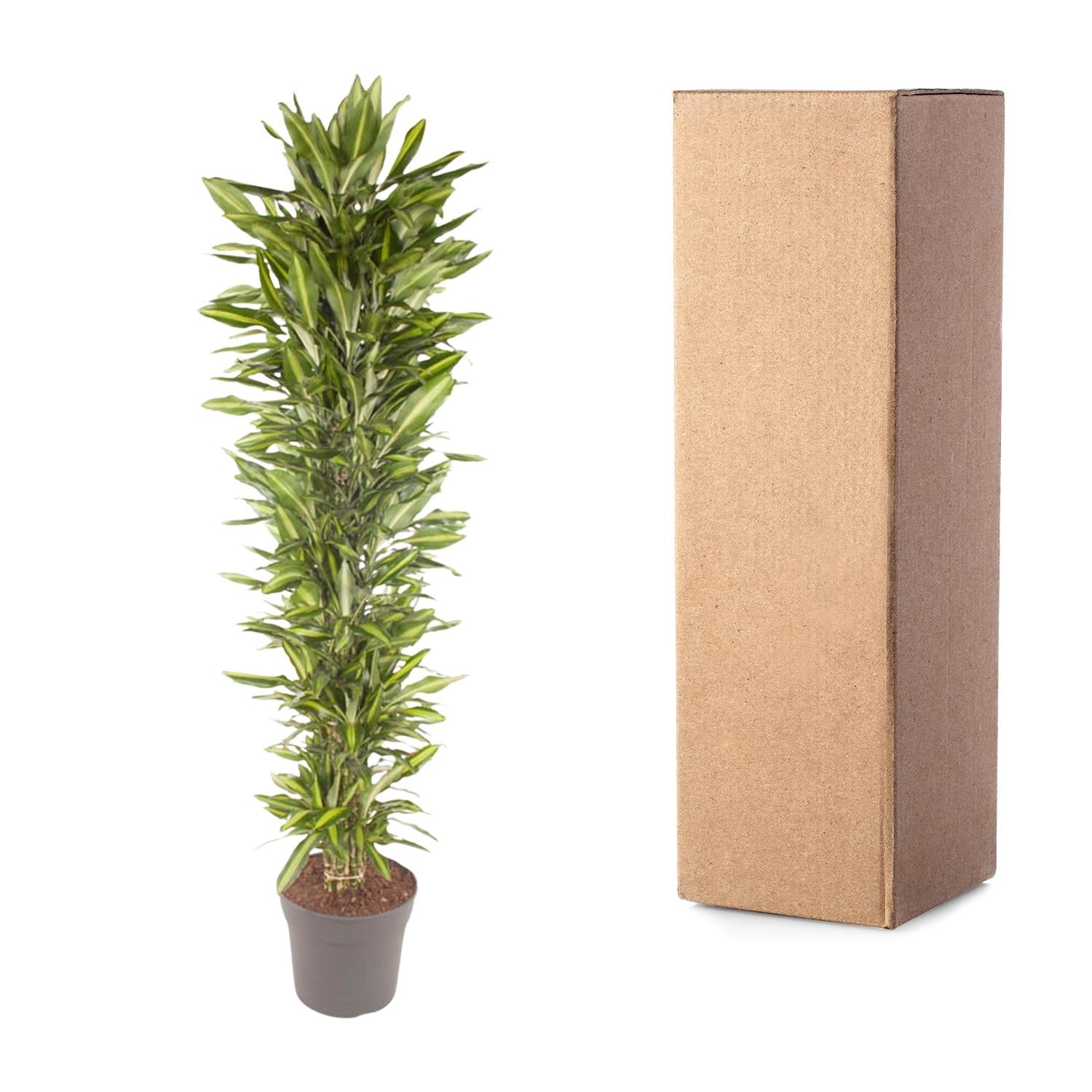 Dracaena Cintho vertakt (drakenbloedboom) 210 cm hoog, pot ø40 cm