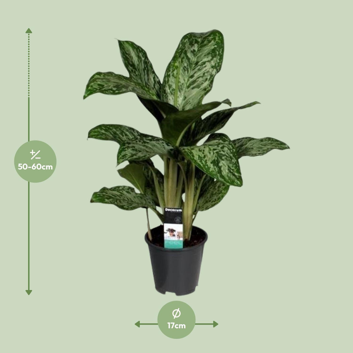 Aglaonema 'Greenlight'