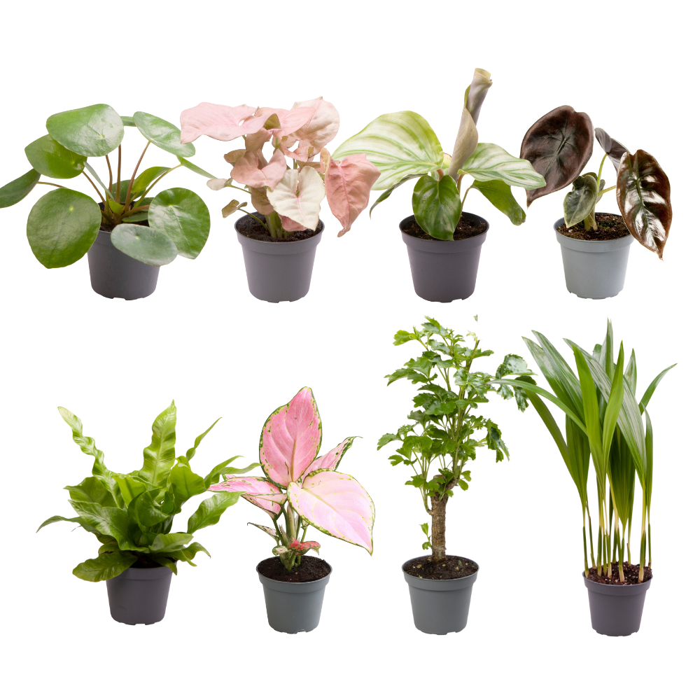 Verrassingsbox babyplantjes