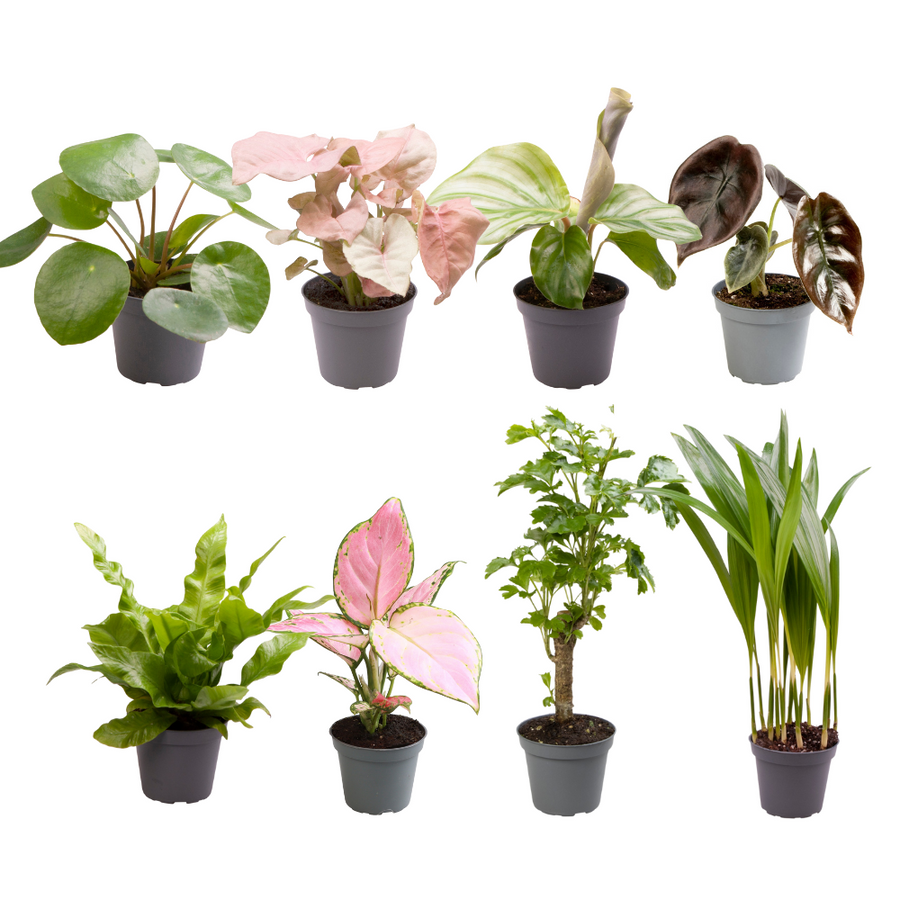 Verrassingsbox babyplantjes (8 planten, pot ø6 cm)