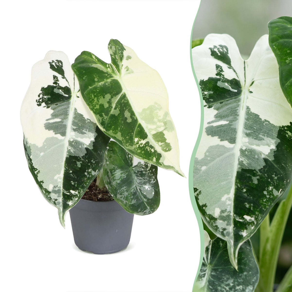 Alocasia micholitziana 'Frydek Variegata' 12 cm tall, pot ø6 cm