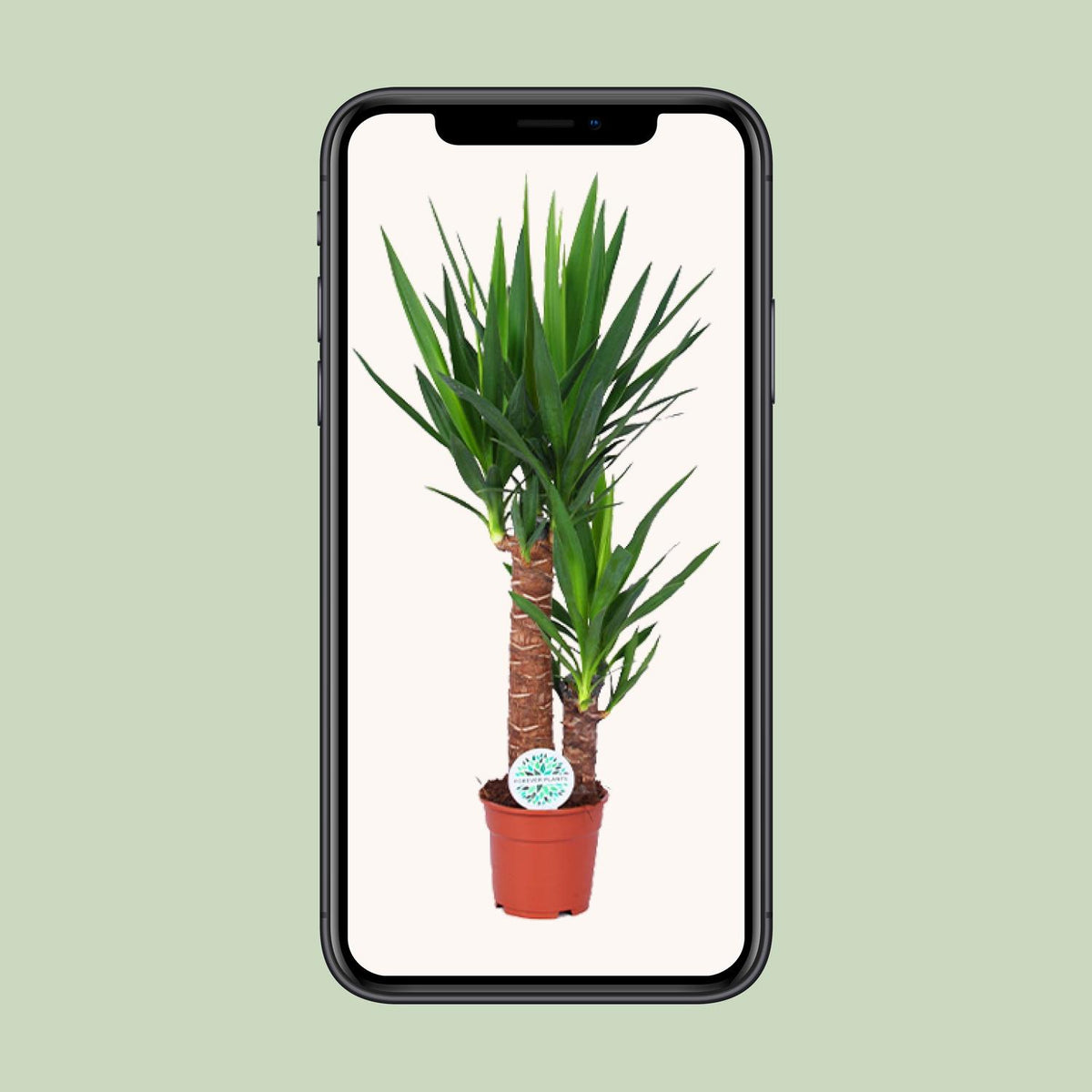 Palmlelie (Yucca elephantipes)