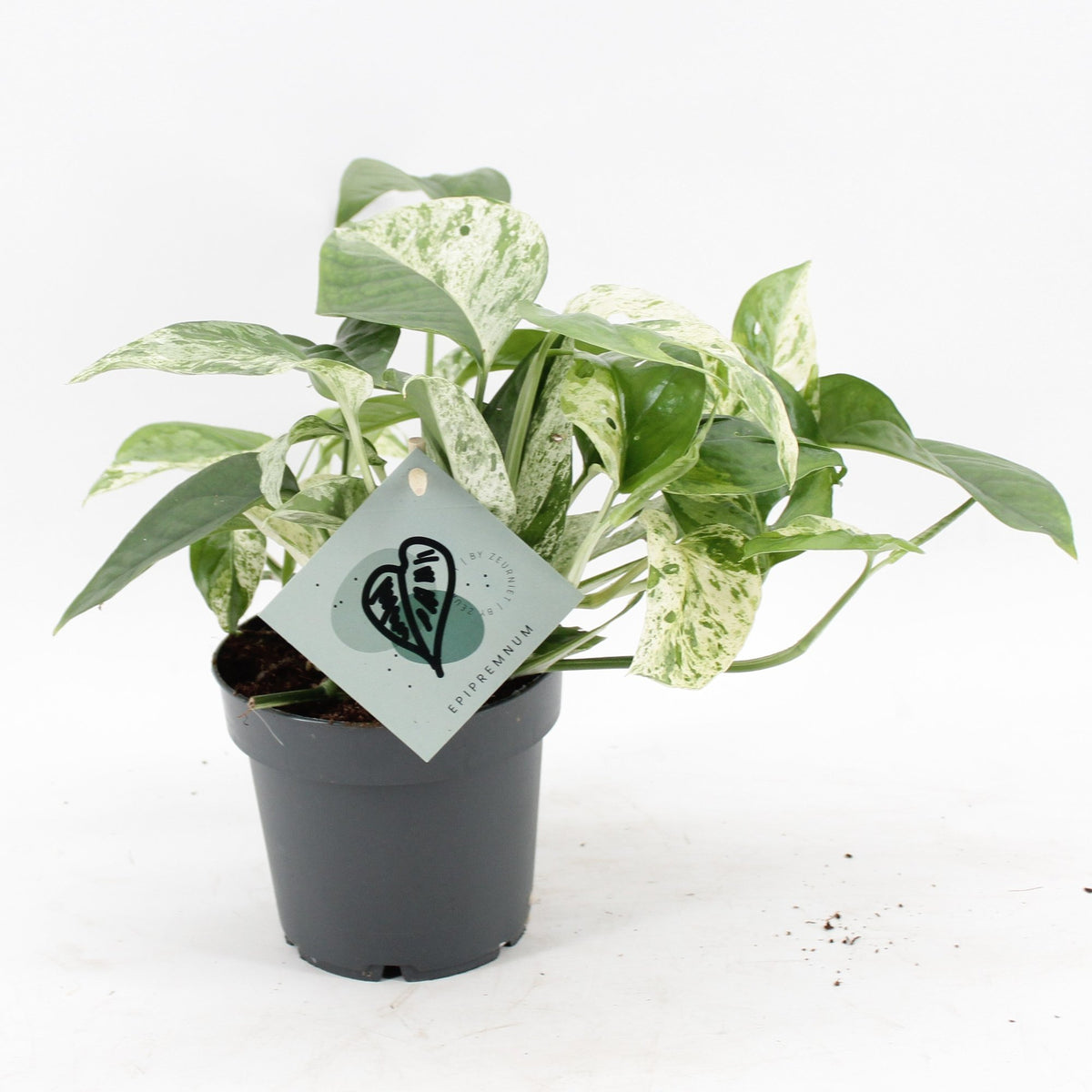 Marmeren scindapsus (Epipremnum 'Marble Variegata')