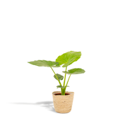 Alocasia Macrorrhiza (elefantøre) 70 cm høj med Selin kurv