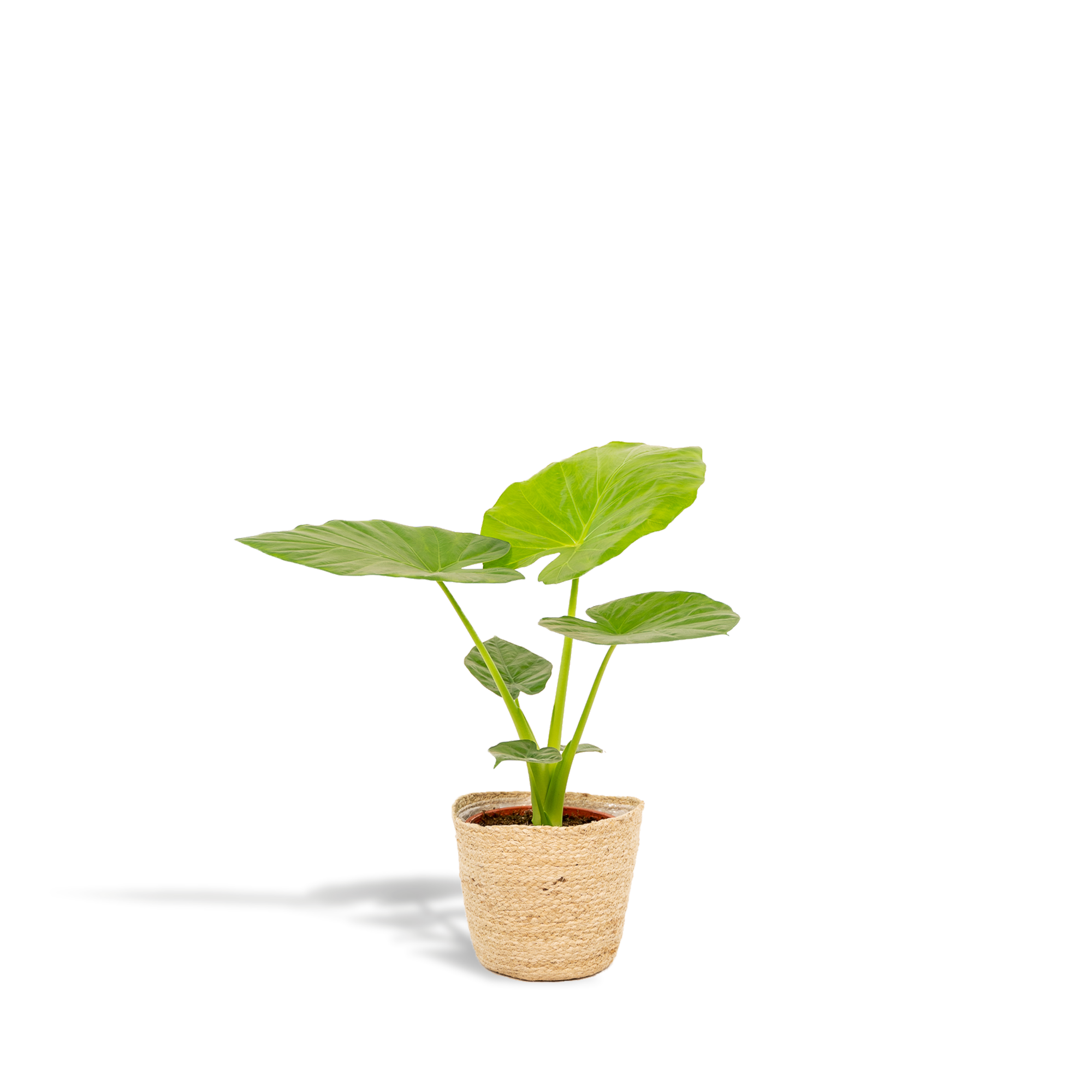 Alocasia Macrorrhiza (olifantsoor) 70 cm hoog met mand Selin