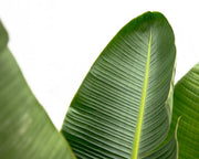Strelitzia Augusta de luxe XXL 250cm - ø38