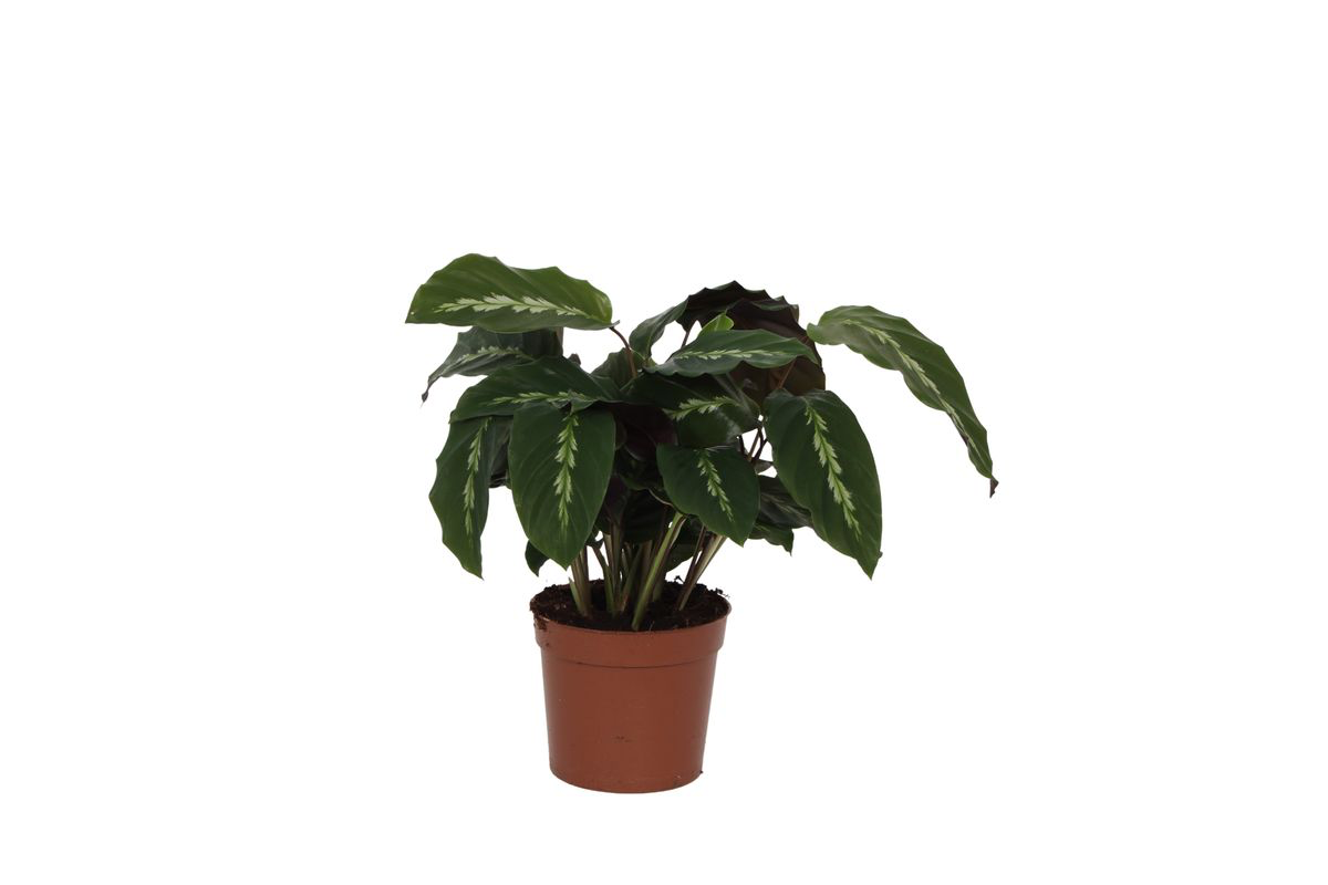 Calathea Maui Queen Ø 35cm - ø12