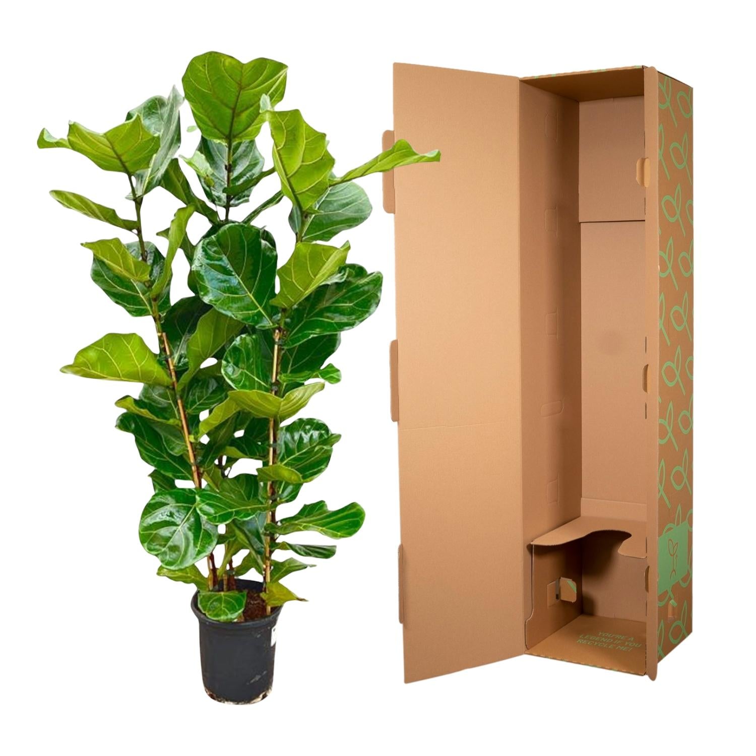 Ficus Lyrata-Strauch - 155 cm - Ø27