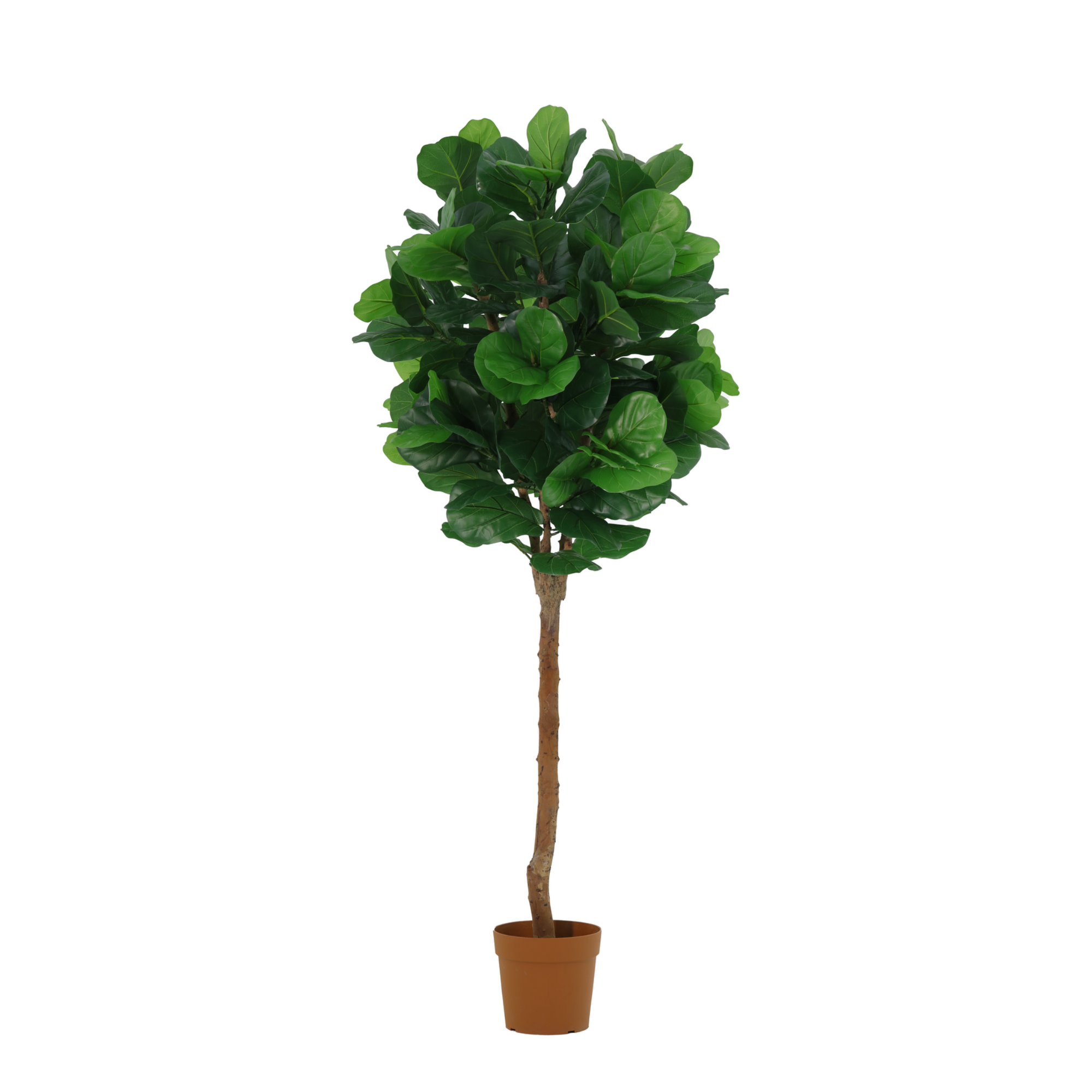 Kunstplant Ficus Lyrata 180cm - ø23