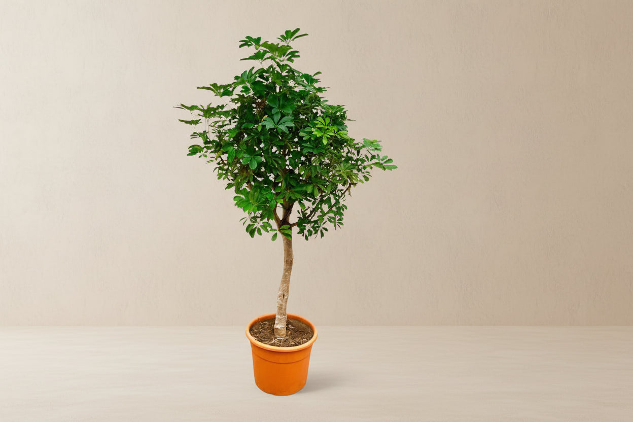 Schefflera op stam plant with glossy, hand-shaped green leaves in a terracotta pot, 210cm tall.