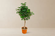 Schefflera (Vingerboom) op 200cm — XXLplant