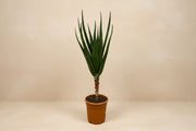 Aloe barberae (Boomaloë) op 180cm — XXLplant