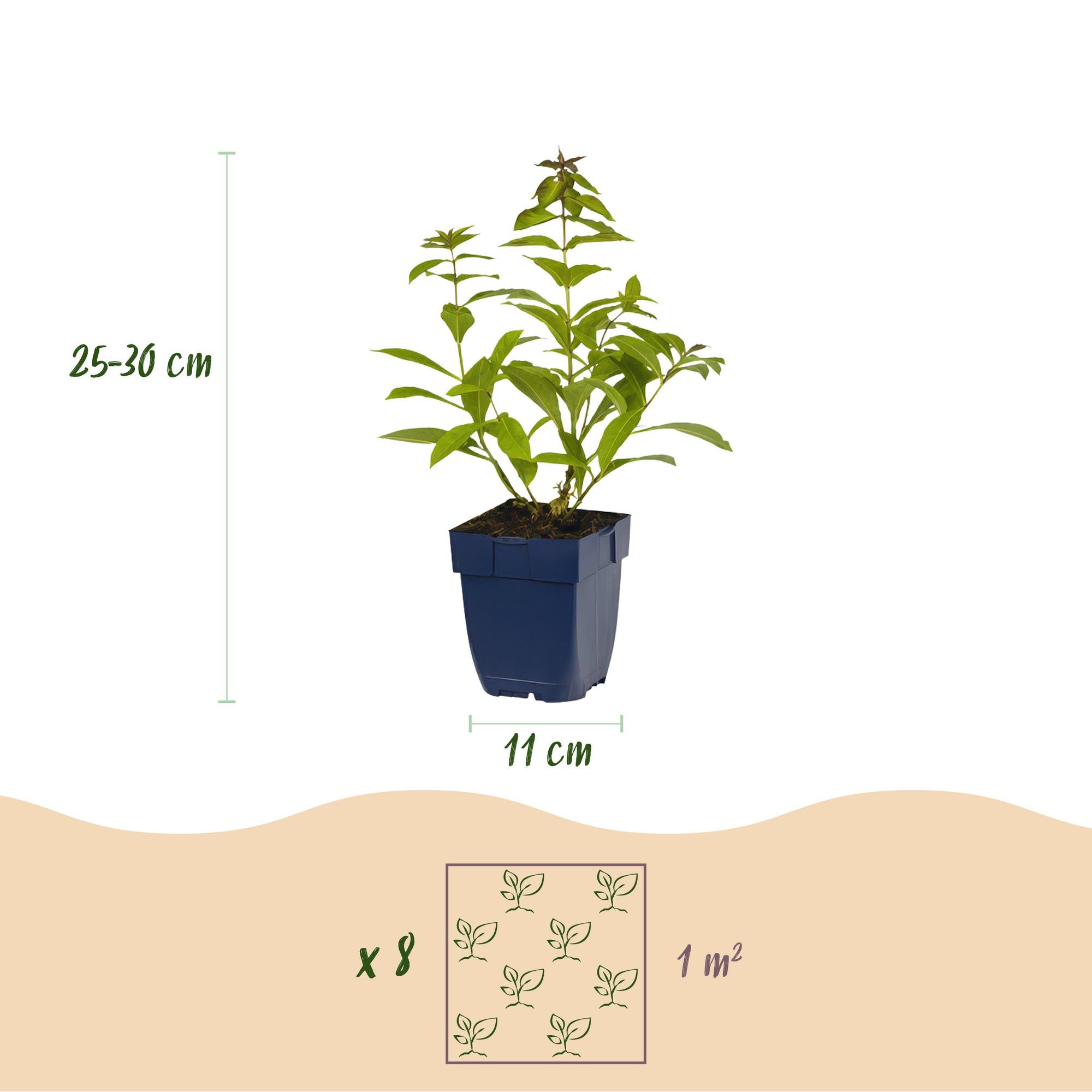Borderpakket Geurend, 8 vaste planten voor 1 m², pot ø11 cm