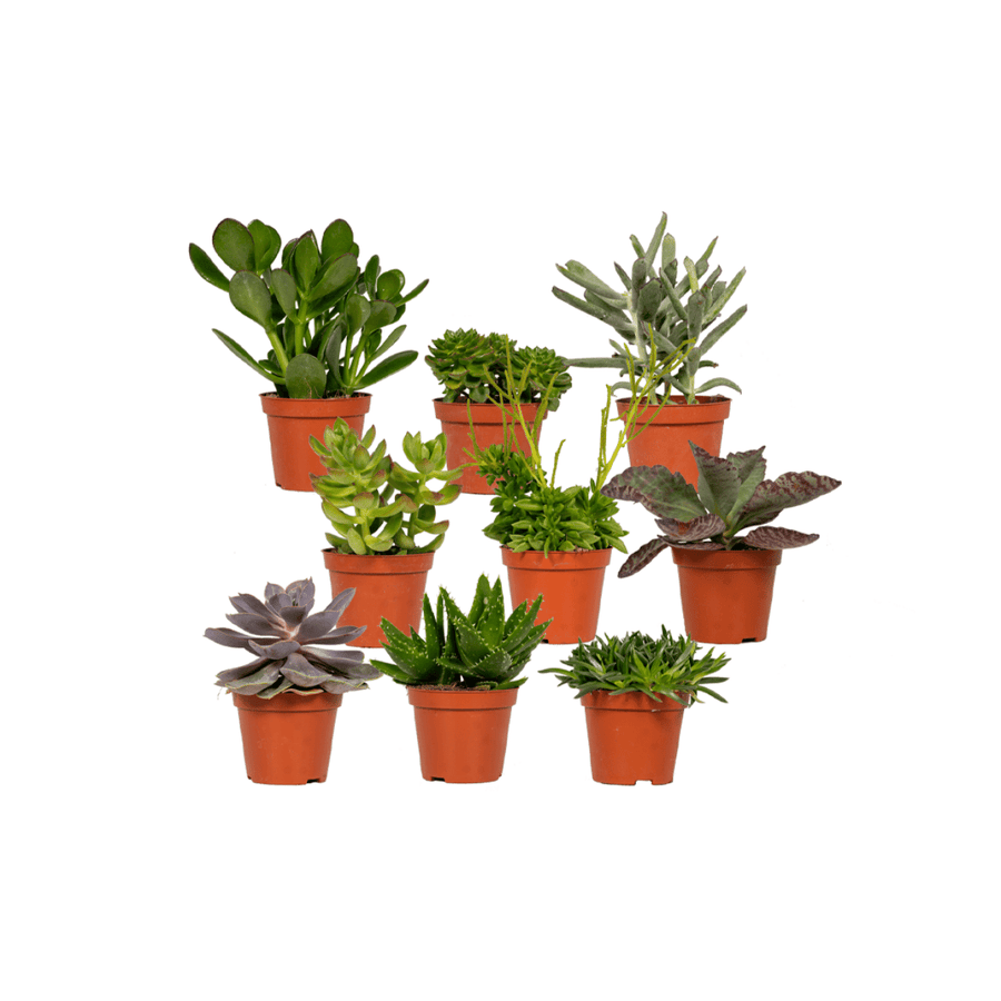 Succulenten mix 10 cm (9 planten, pot ø8,5 cm)