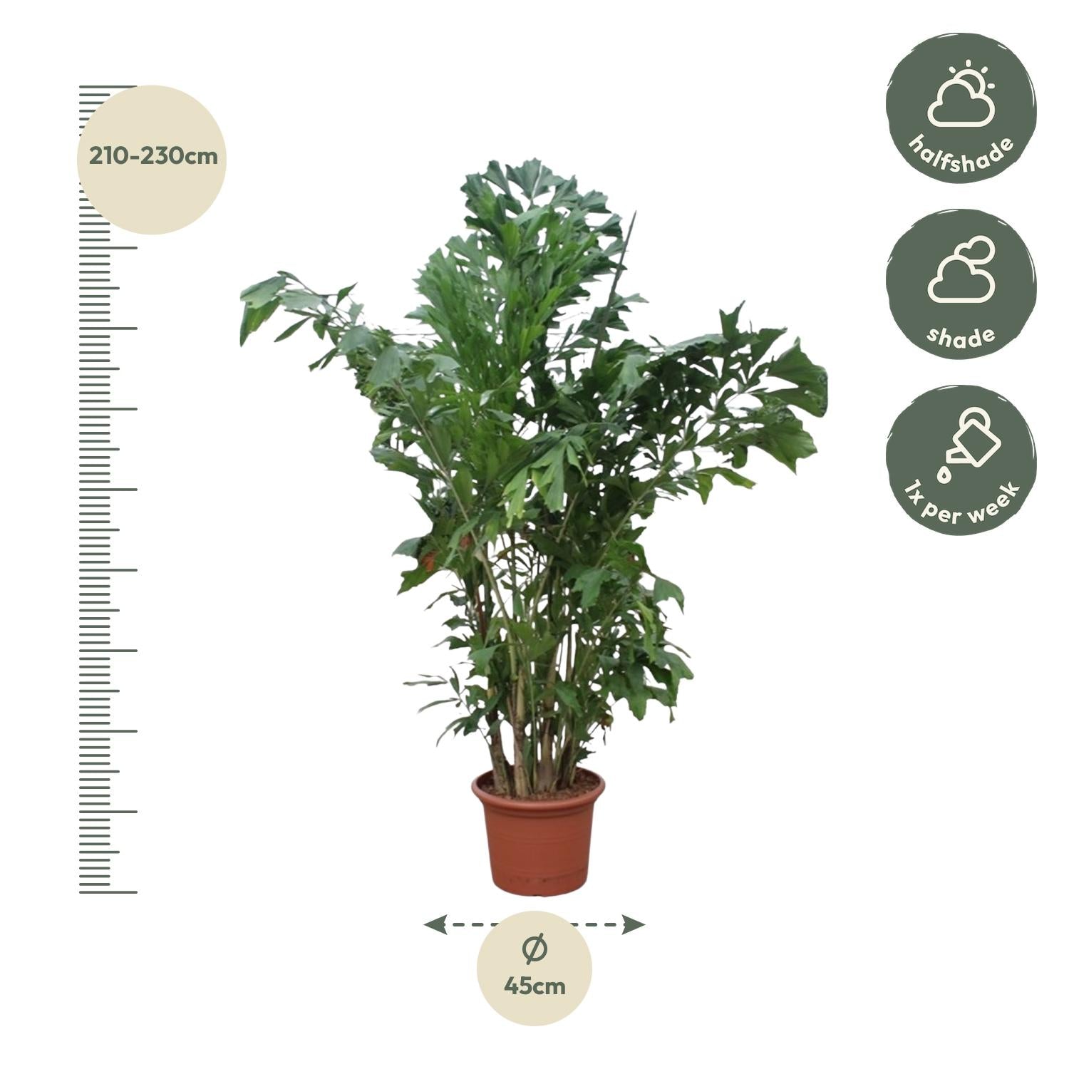 Caryota Mitis - XXLplant