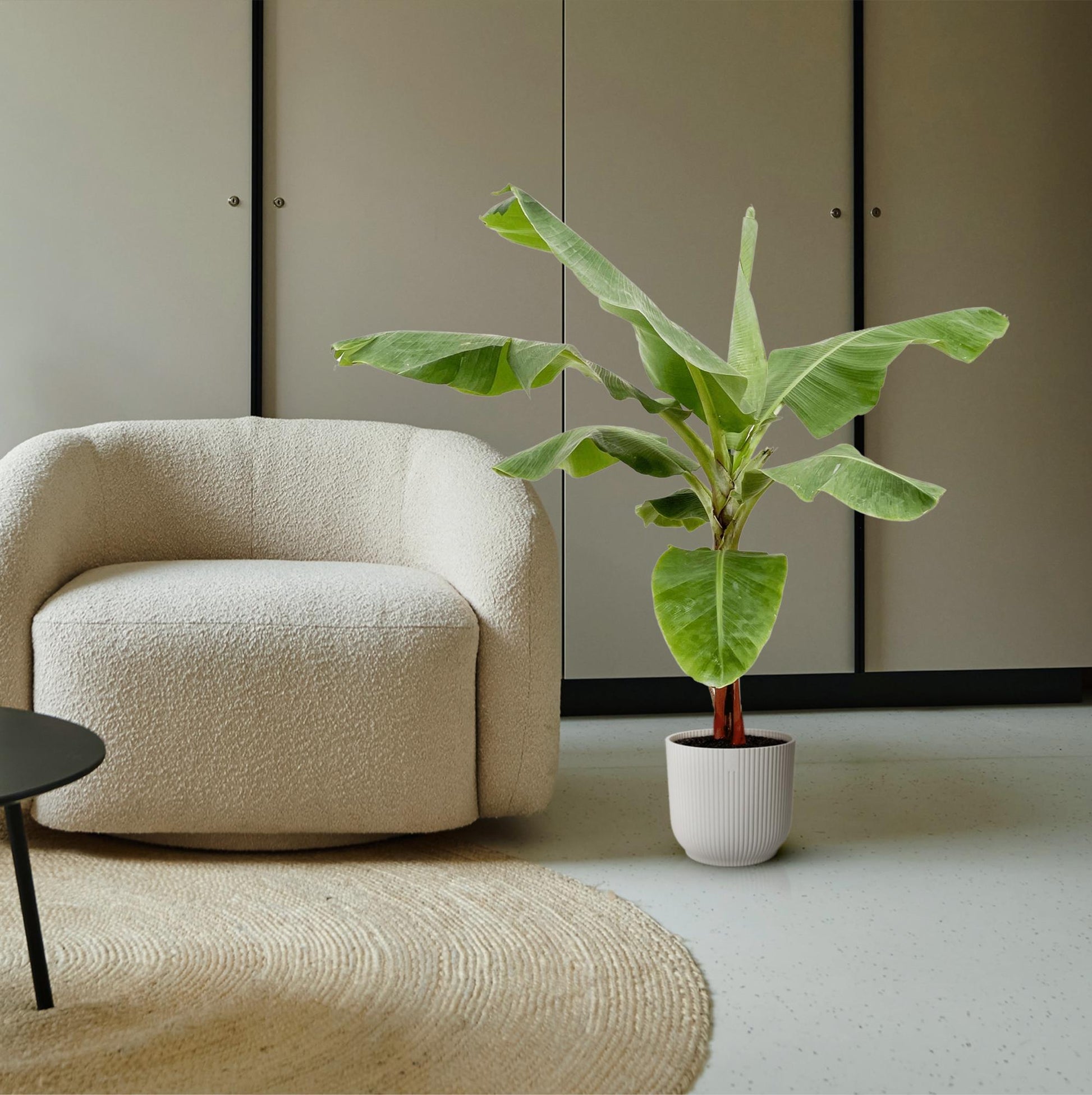 Bananenplant (Musa) - 160cm - Ø30 - XXLplant