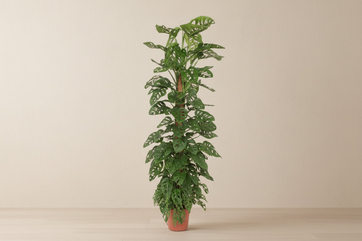 Monstera Monkey Leaf on moss stick, 170 cm tall, with large glossy leaves in a pot.