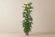 Feuille de singe Monstera (Gatenplant) à 170 cm — XXLplant