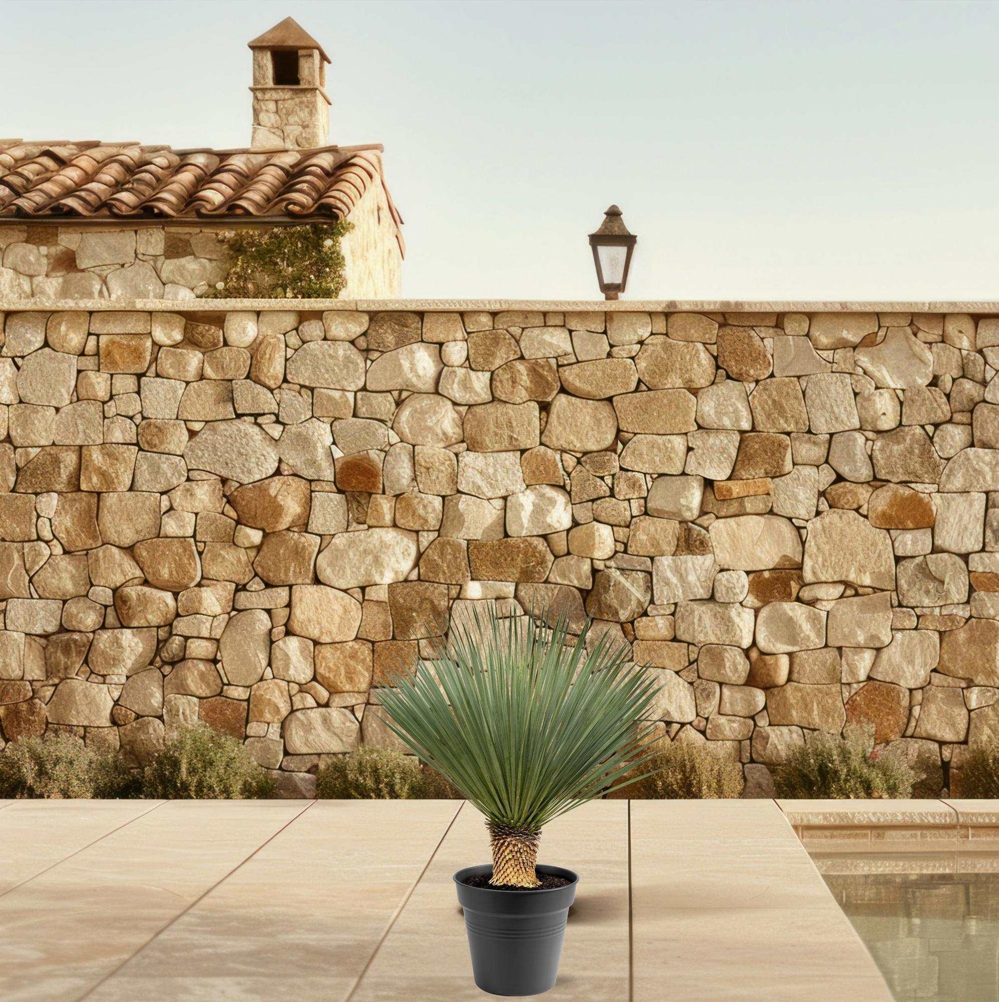 Yucca Rostrata buitenplant met slanke blauwgroene bladeren en stevige stam, 80-100 cm hoog, ideaal voor onderhoudsarme tuinen
