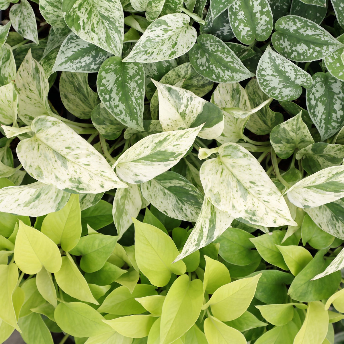 Epipremnum Tricolour