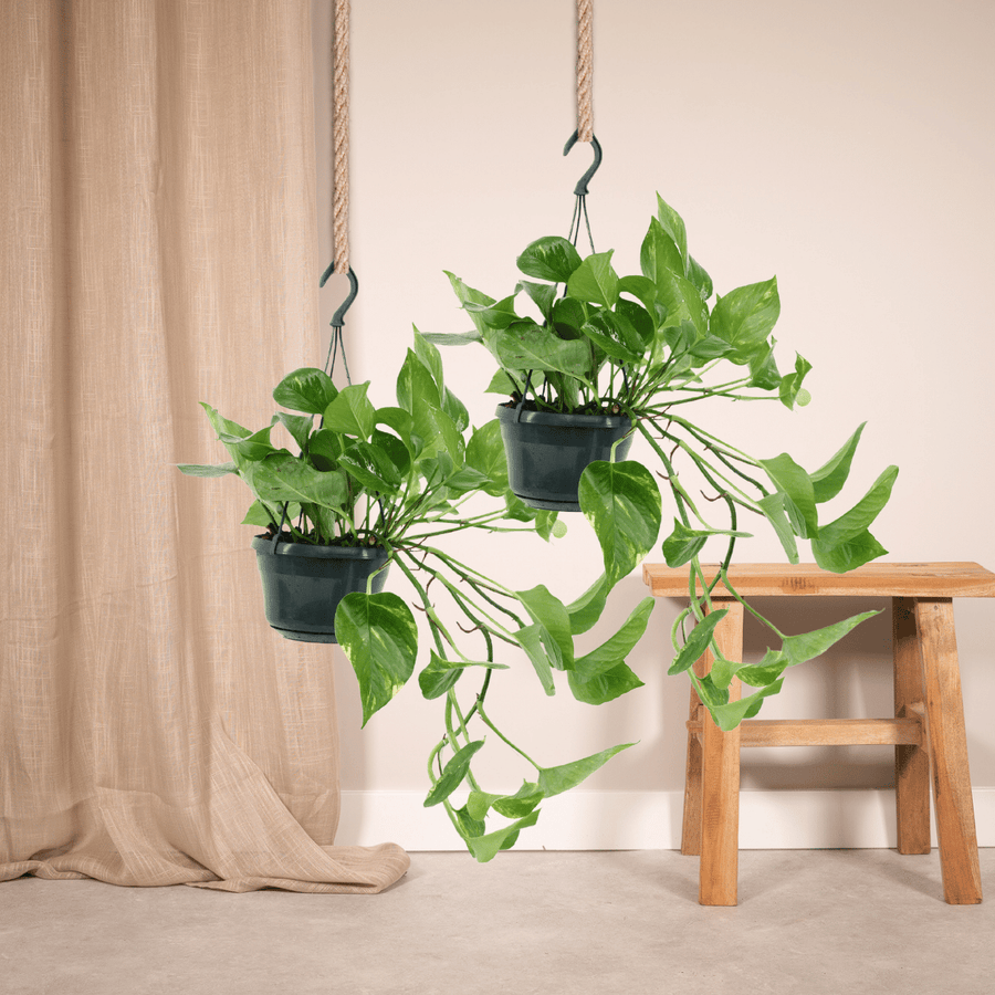 Epipremnum aureum (2 Pflanzen, Topf ø15 cm)