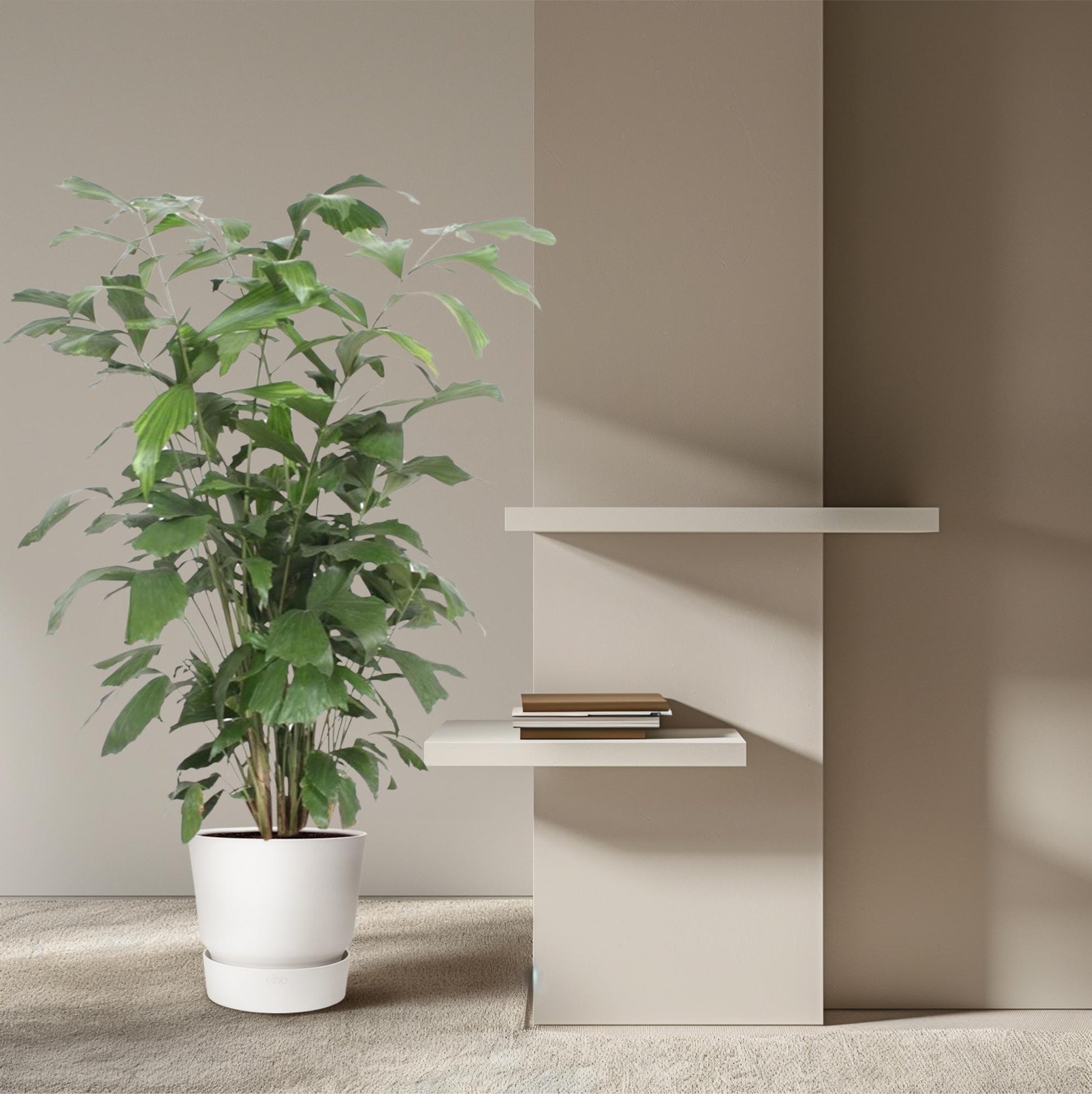 Caryota Mitis - 140 cm - ø27 - XXLplant