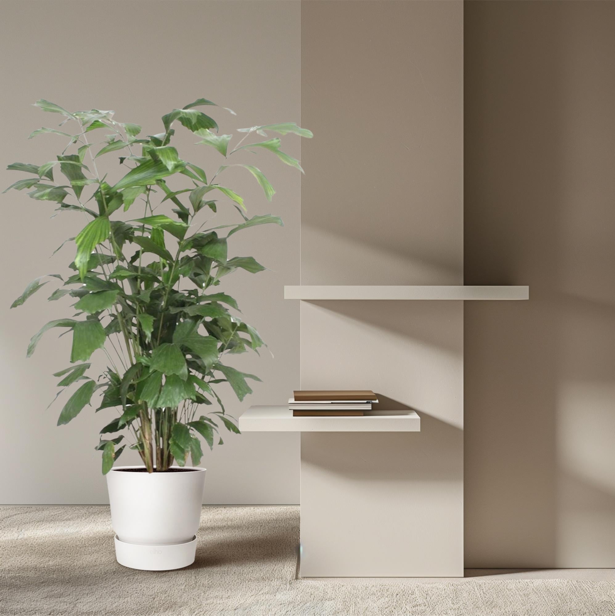 Caryota Mitis - 140 cm - ø27 - XXLplant