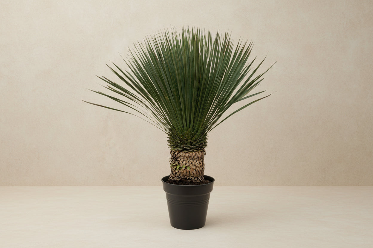 Yucca Rostrata buitenplant met slanke blauwgroene bladeren en stevige stam voor moderne tuinen.