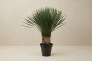 Yucca Rostrata buitenplant met slanke blauwgroene bladeren en stevige stam voor moderne tuinen.