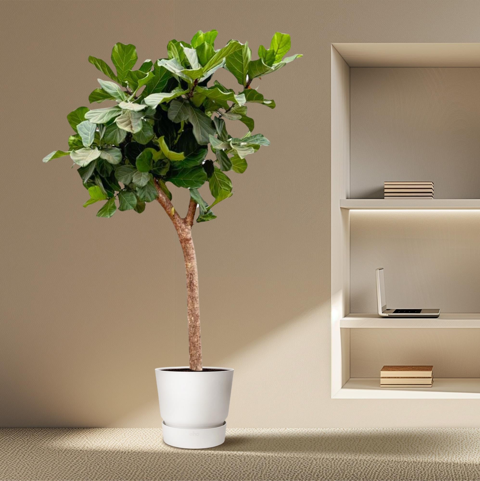 Ficus lyrata boom XXXL (vioolblad ficus) 230 cm hoog, pot ø42 cm