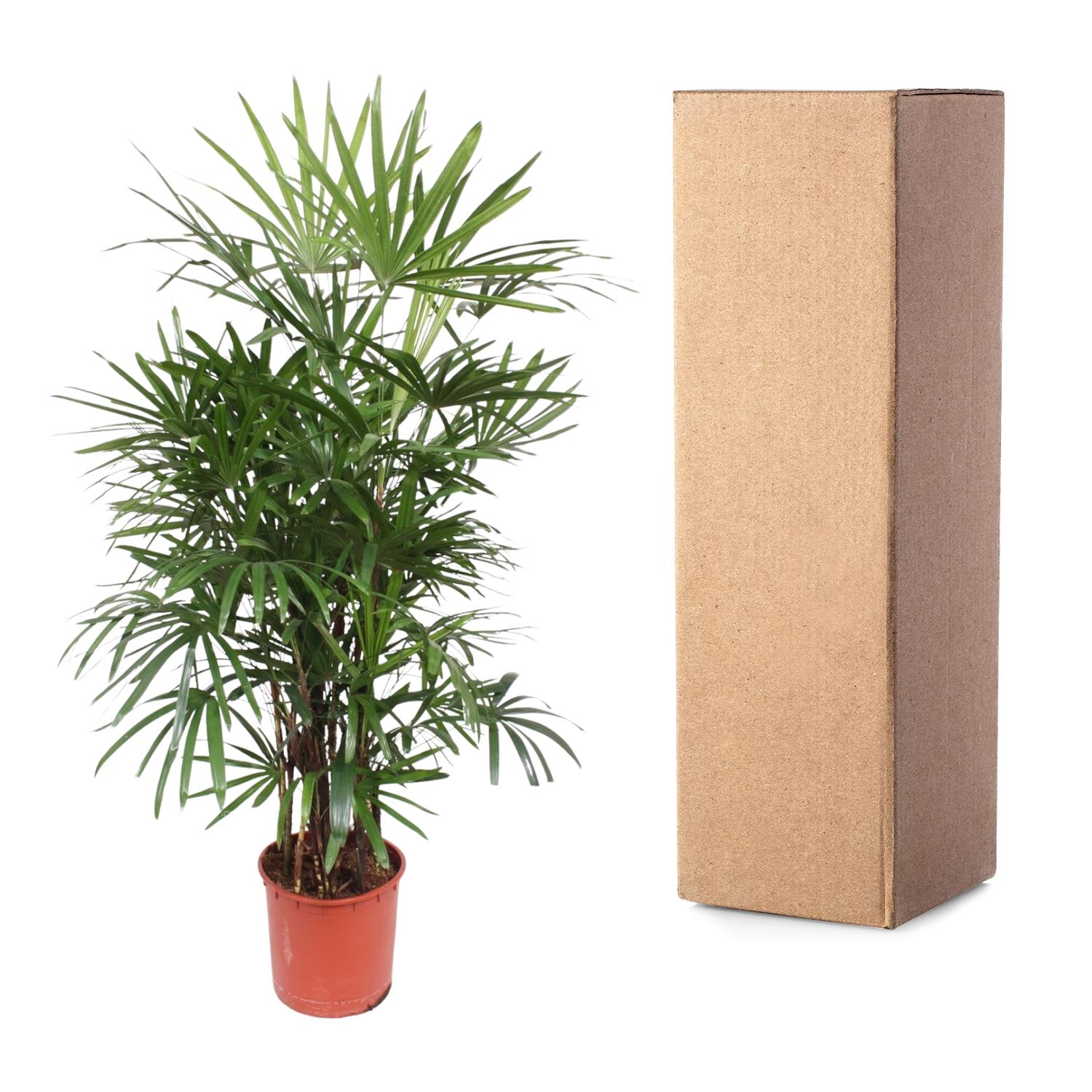 Rhapis Excelsa - XXLplant