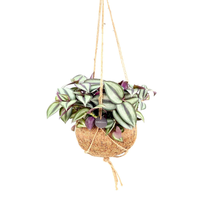 Kokodama trzykrotka zebrina (Tradescantia zebrina) zwisająca, kula ø15 cm