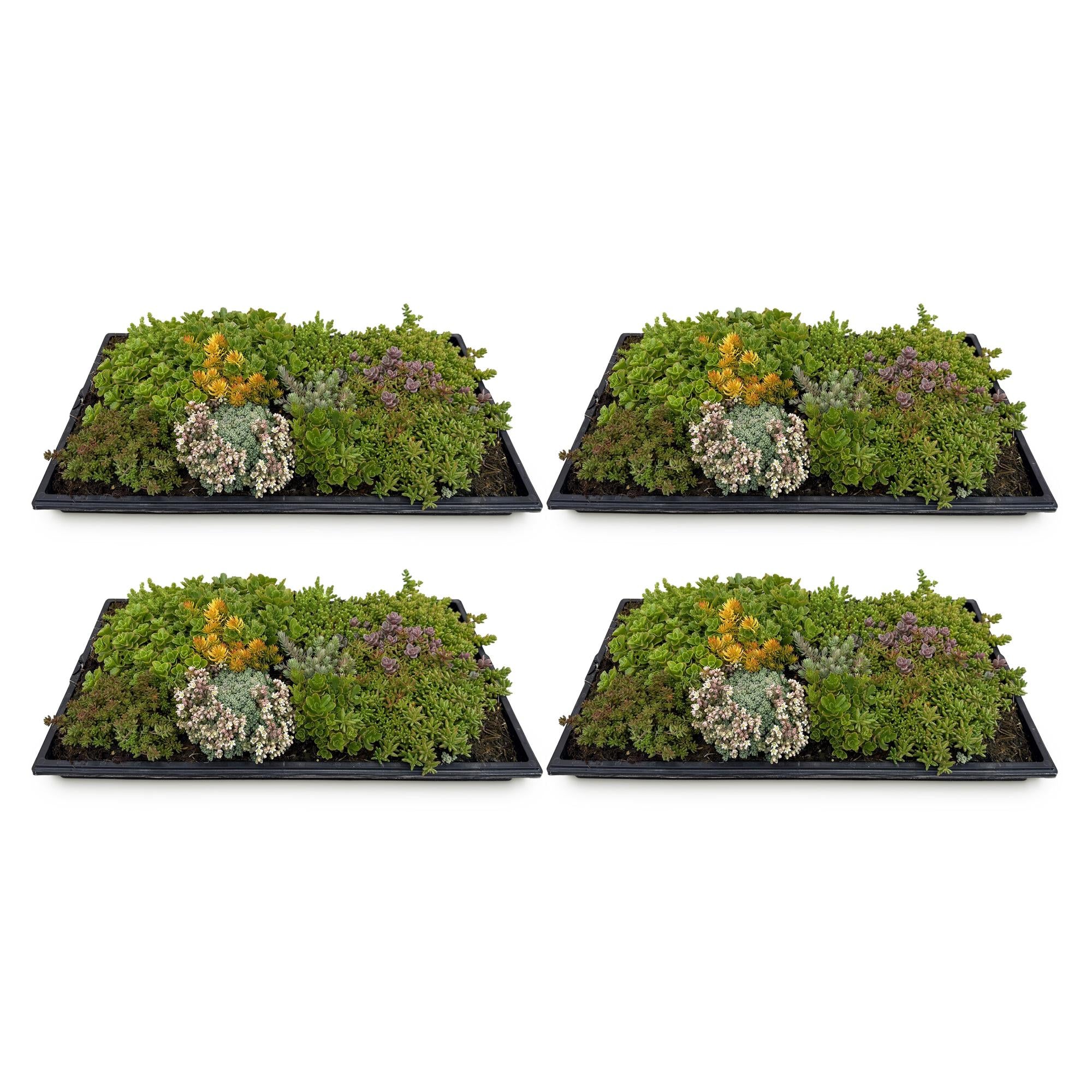 Sedum bodembedekker winterhard, set van 4 matten 50x30 cm