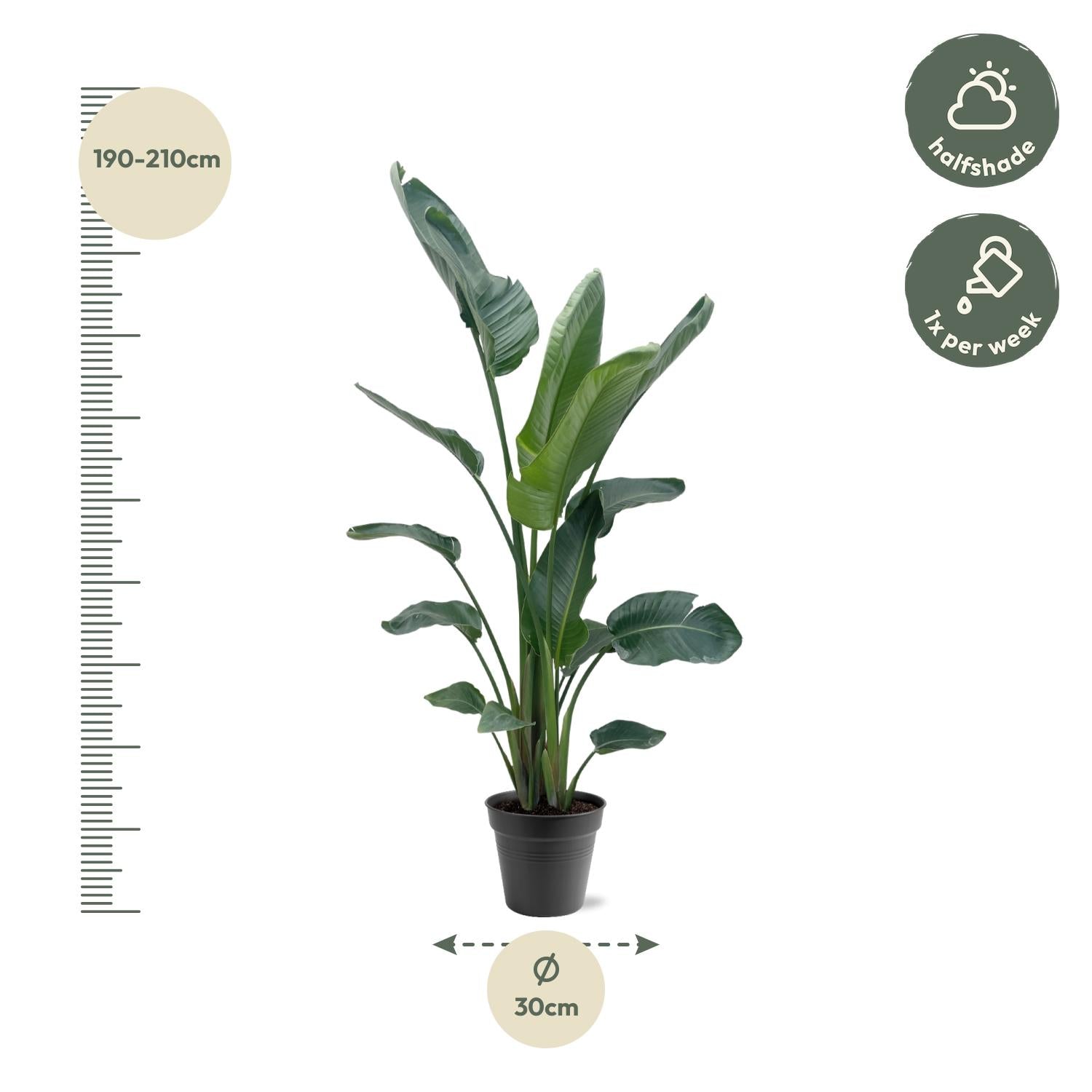 Witte paradijsvogel XXL (Strelitzia nicolai) 190-225 cm hoog, pot ø34 cm