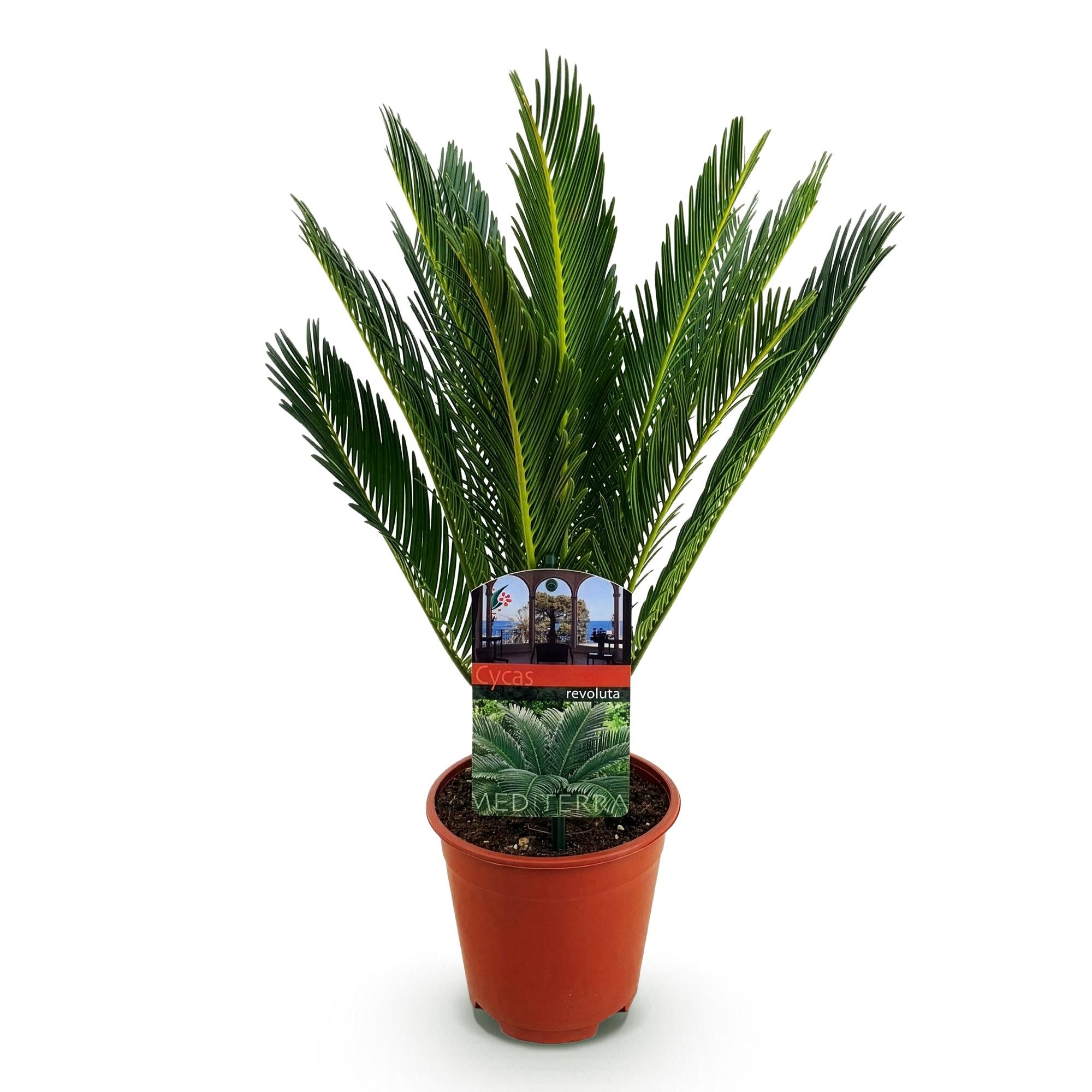 Cycas revoluta (palmvaren) 45 cm hoog, pot ø14 cm