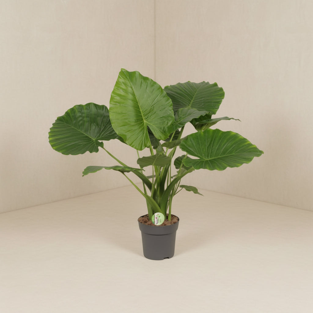 Alocasia Gageana California (elefantøre) høj, potte ø 80cm - ø21