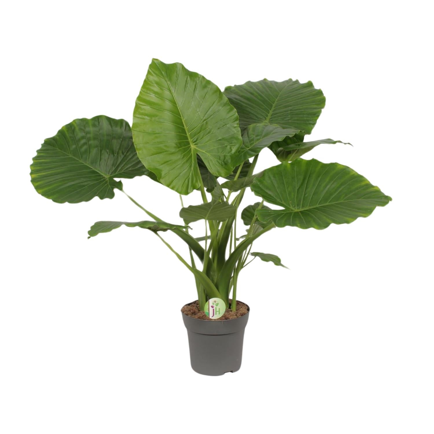 Alocasia Gageana California (olifantsoor) 80 cm hoog, pot ø21 cm
