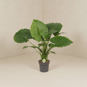 Alocasia Gageana California (elefantøre) høj, potte ø 80cm - ø21