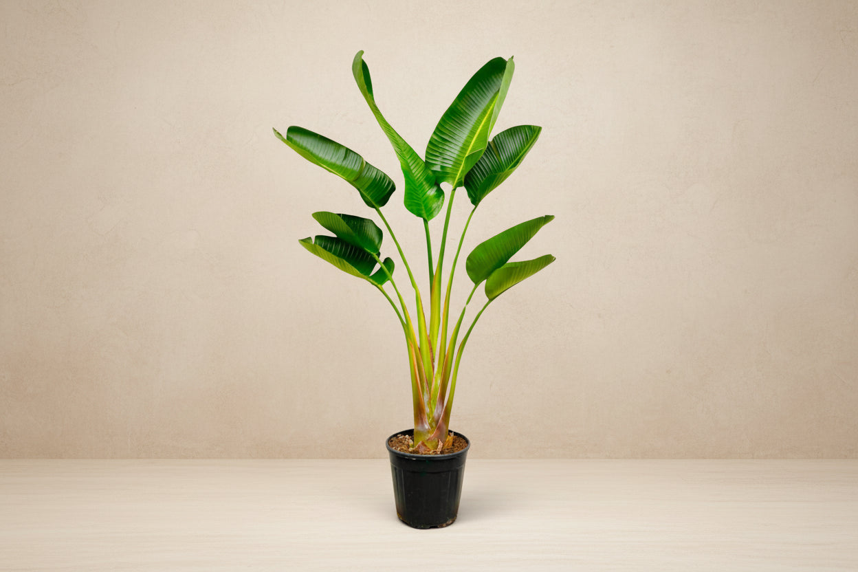 Strelitzia Augusta 160cm - ø24
