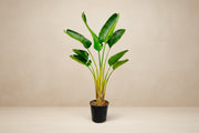Strelitzia Augusta