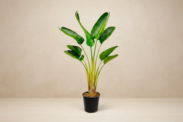 Strelitzia Augusta