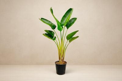 Uccello del paradiso bianco (Strelitzia augusta) 160 cm di altezza, vaso ø21 cm