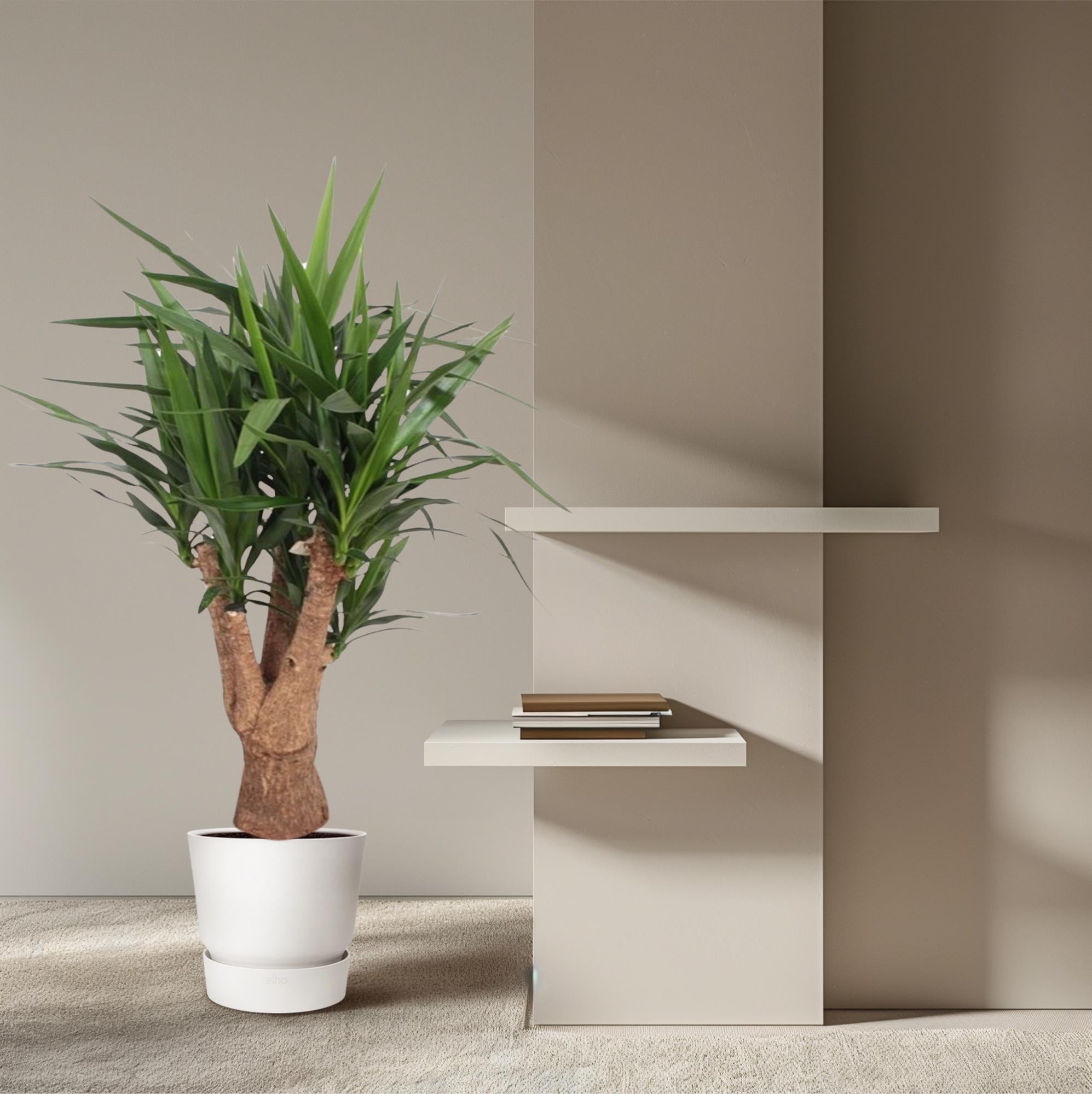 Yucca Elephantipes plant in white pot with long green leaves and sturdy trunk indoors.