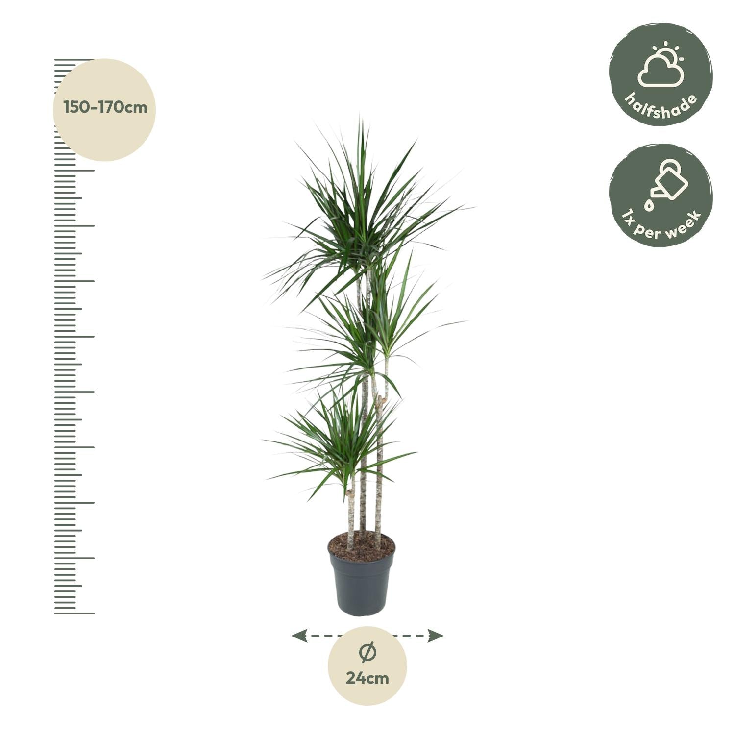 Drachenbaum (Dracaena marginata) 160 cm hoch, Topf ø24 cm